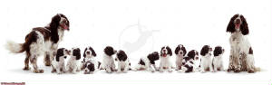 English-Springer-Spaniel-family.jpg