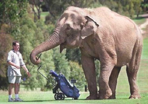 elephantcaddy.jpg