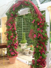 wedding-arch-of-flowers.jpg