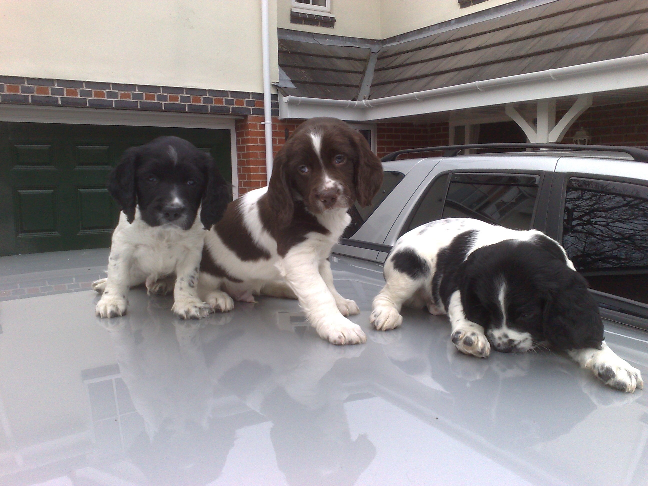 3-Brothers-7-weeks.jpg