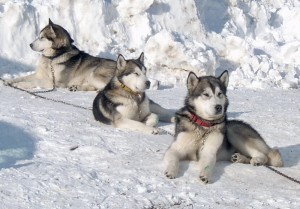 AlaskanMalamute-300x209.jpg