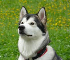 AlaskanMalamute30.jpg