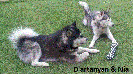 AlaskanMalamuteDartAndNia1.gif