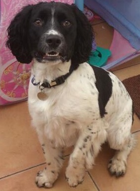 ArchieNieldEnglishSpringerSpaniel.jpg