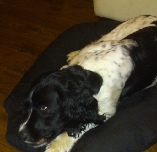 ArchieNieldEnglishSpringerSpaniel2.jpg