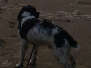 ArchieNieldEnglishSpringerSpaniel3.jpg