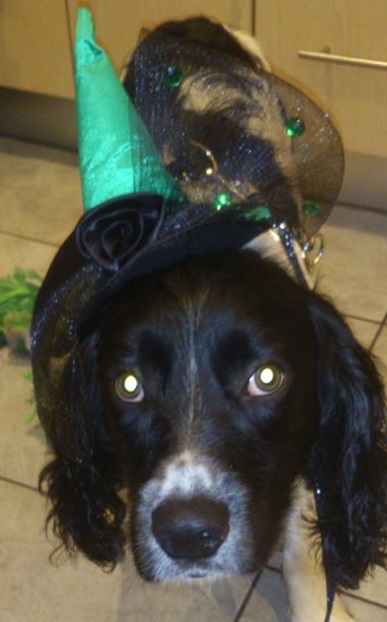 ArchieNieldEnglishSpringerSpaniel4.jpg