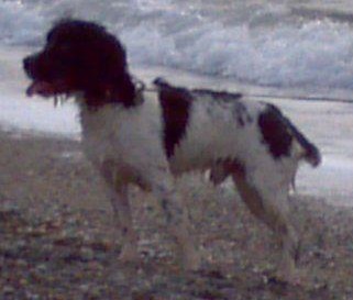 ArchieNieldEnglishSpringerSpaniel5.jpg
