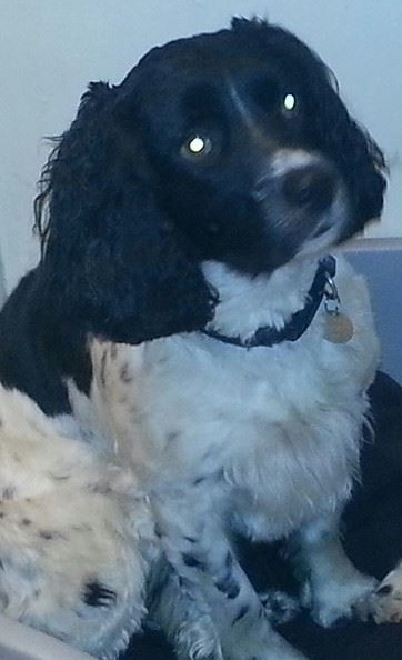 ArchieNieldEnglishSpringerSpaniel6.jpg