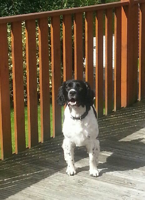 ArchieNieldEnglishSpringerSpaniel7.jpg