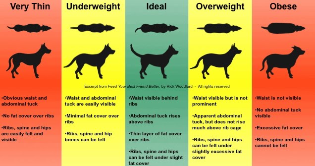 DogWeightChart.jpg