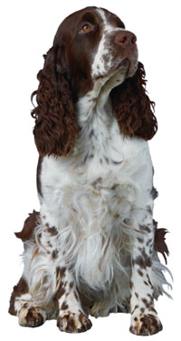 EnglishSpringerSpaniel.jpg