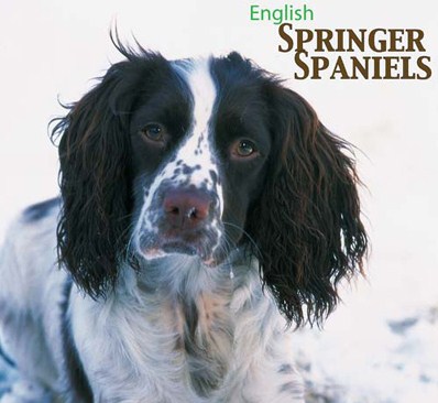English_Springer_Spaniels_Front.jpg