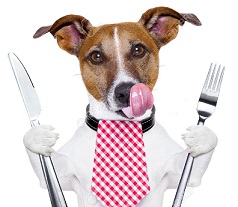Hungry-Dog-Aachua-Rocks.jpg