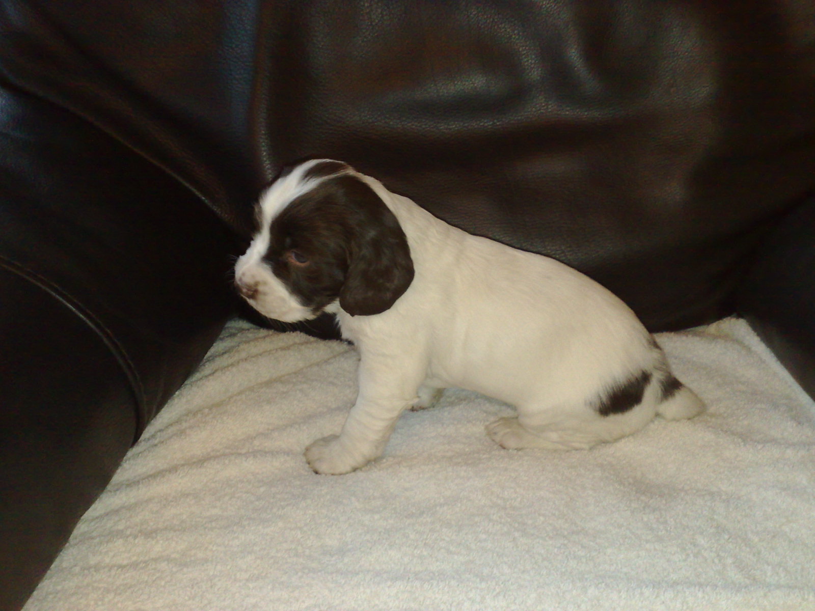 Puppy1at4weeks.jpg