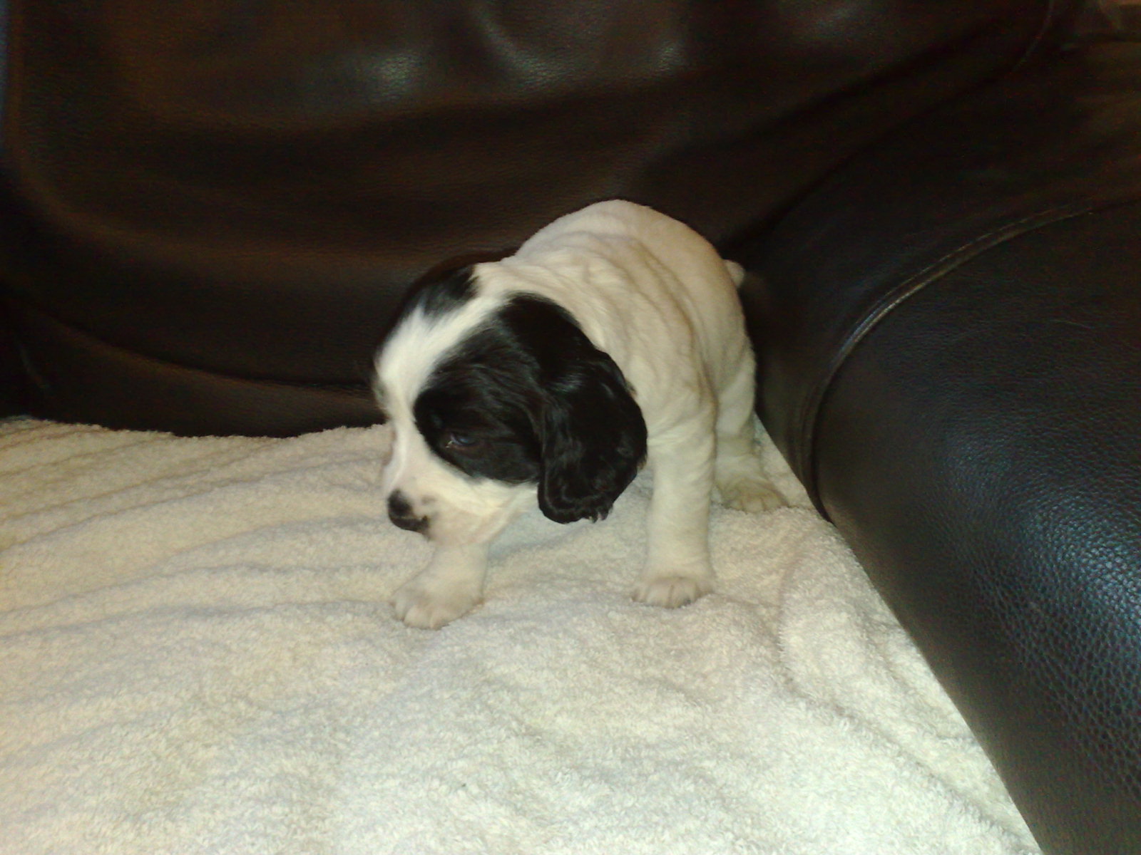 Puppy4at4weeks.jpg