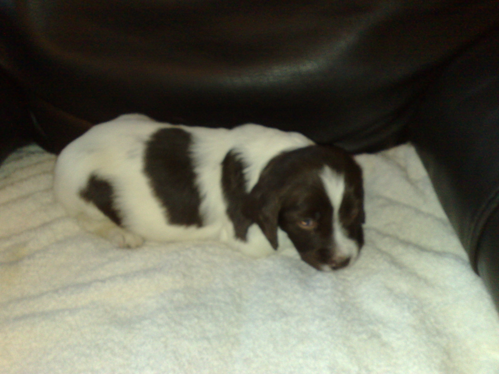 Puppy6at4weeks.jpg