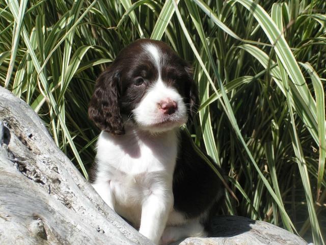 Rafeal-pup.jpg