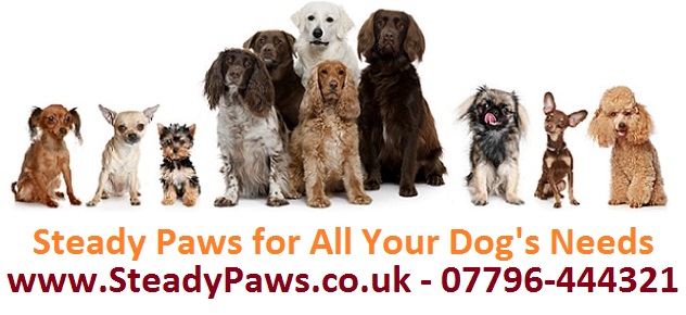 SteadyPaws-Dog-Banner.jpg