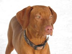 Vizsla-Head-Adult-Small.jpg
