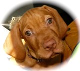 Vizsla-Puppy-Head-Small.jpg