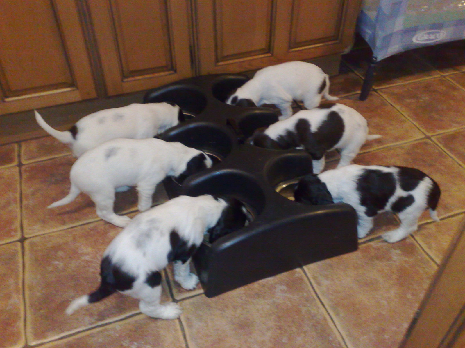 Weena-Feeder-Pups.jpg