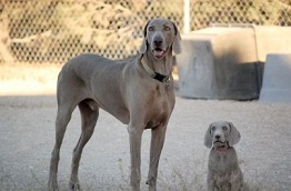 WeimaranerDogAndPuppy1.jpg