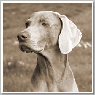 WeimaranerHead.jpg