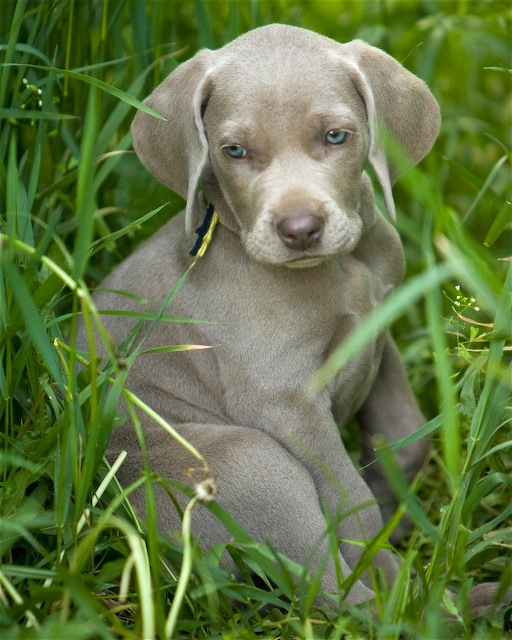 Androlitate Weimaraners