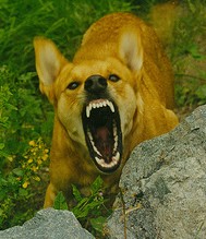 aggressive-dog-photo.jpg