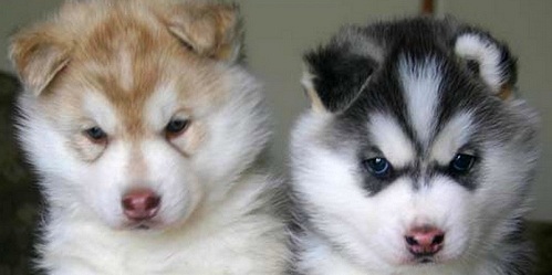 alaskan-malamute123.jpg