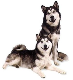 AlaskanMalamute-300x209.jpg