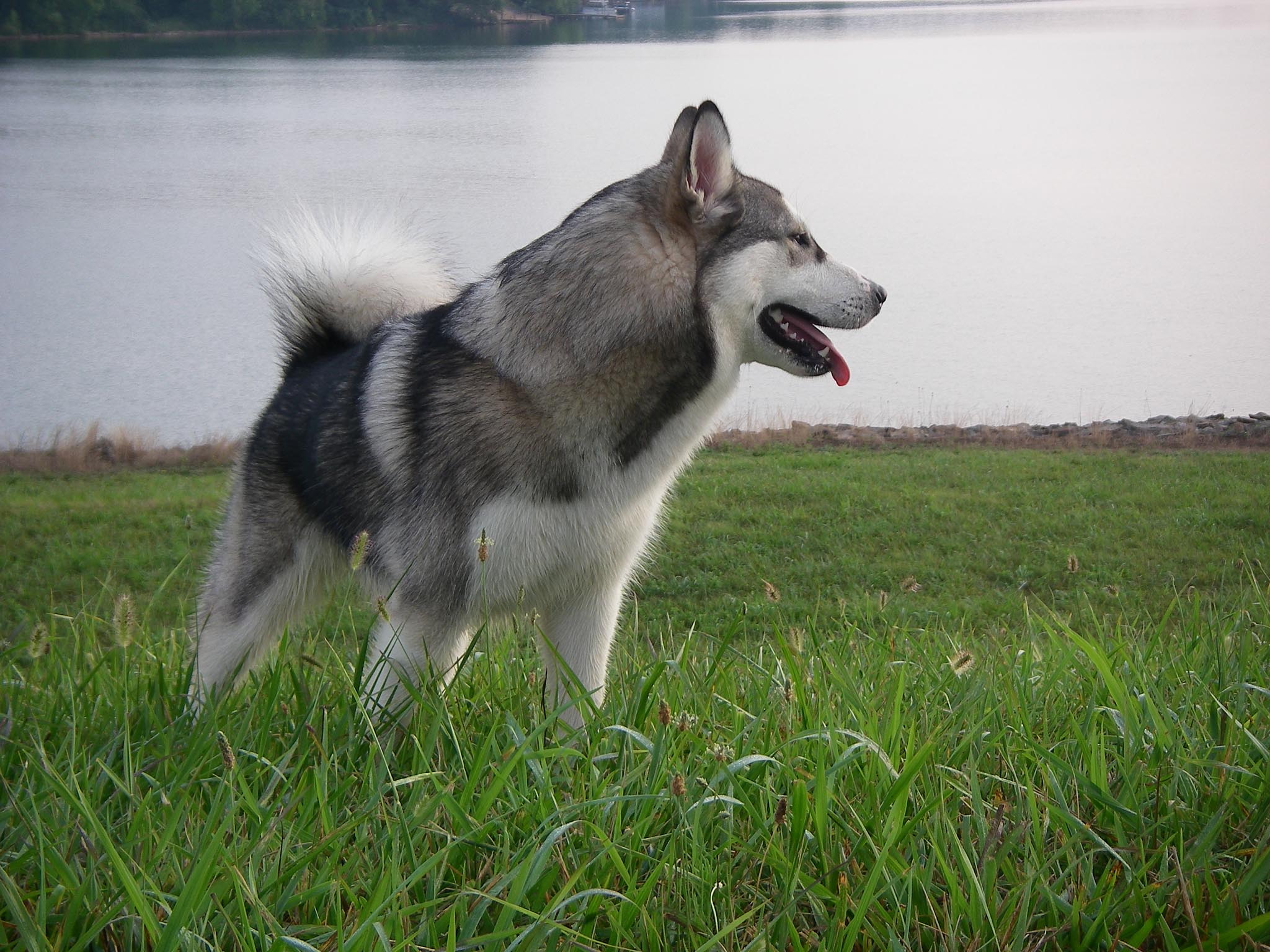 alaskan_malamute_near_the_lake.jpg