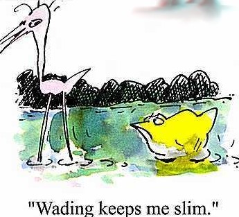 birds-pond.jpg