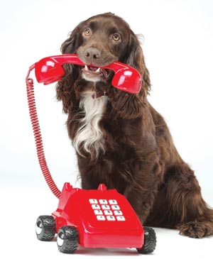 dog-on-phone-2.jpg