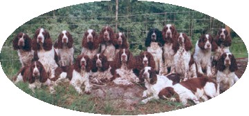 english-springer-spaniel-group-oval.jpg
