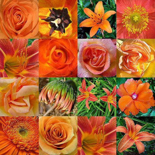 flower-shower.jpg