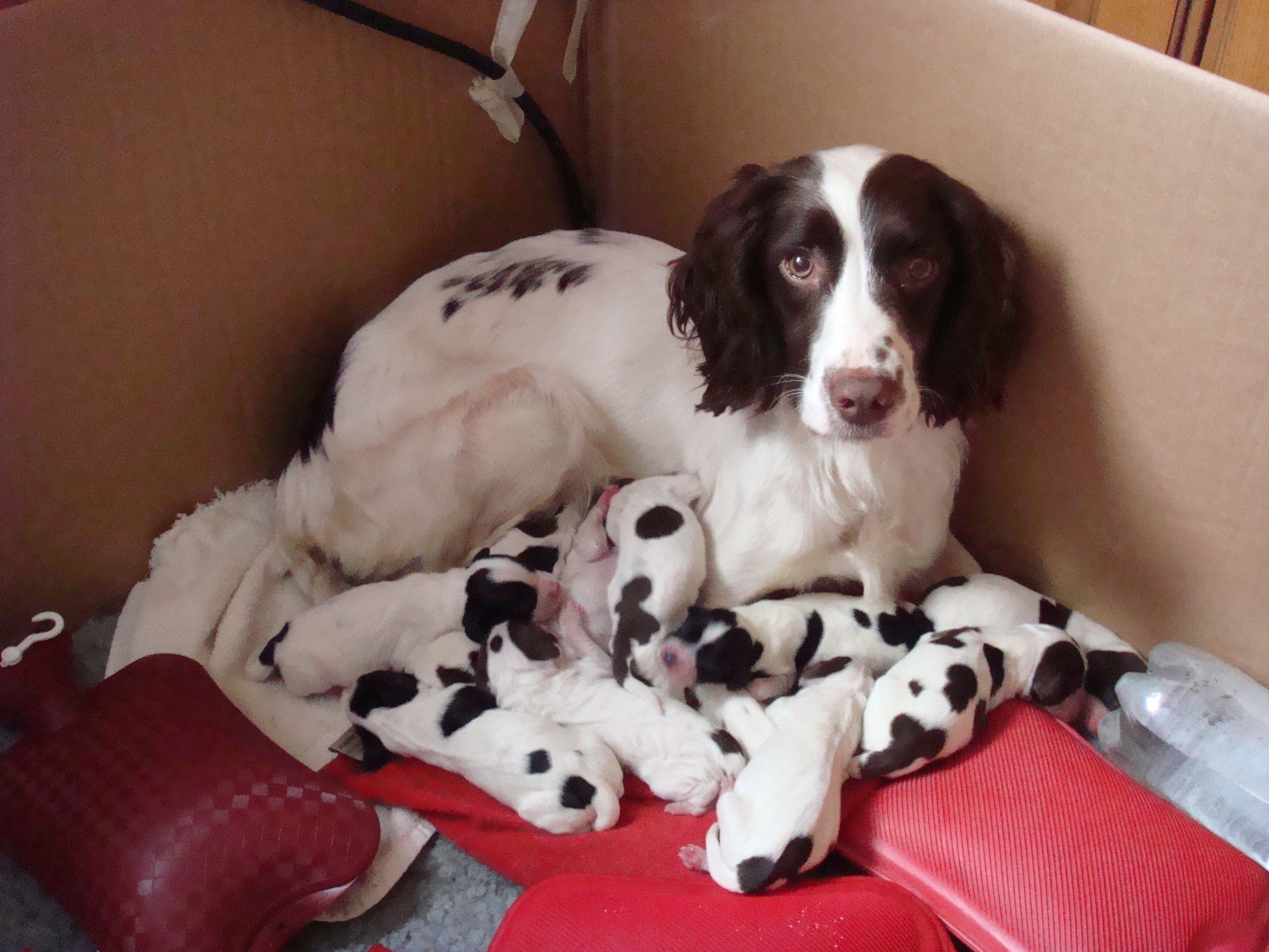 fudge-with-pups-good.jpg