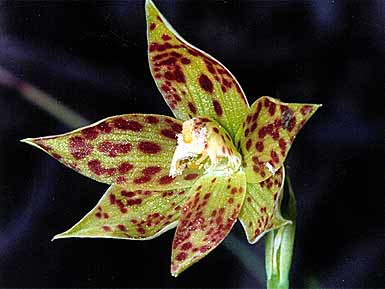 new-orchid-leopard.jpg