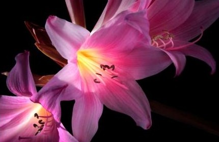 pinky-flowers-2.jpg