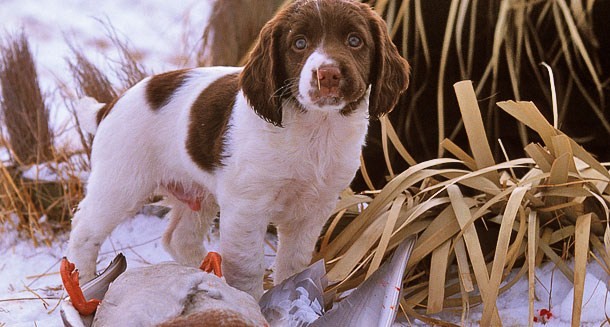 pups-quarry.jpg