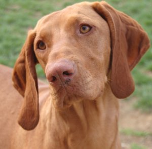 vizslashead.jpg